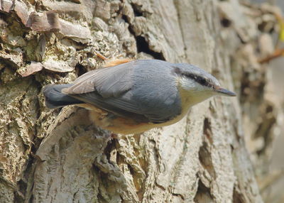 Close-up of bird perching on rock