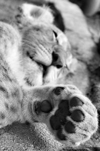 Close-up of a sleeping cat