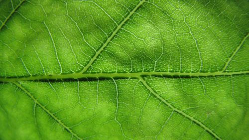 Full frame shot of green leaves