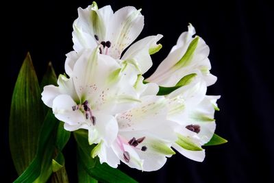 Close-up of white flowering plant against black background