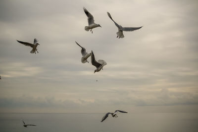 Low angle view of seagulls flying over sea against sky