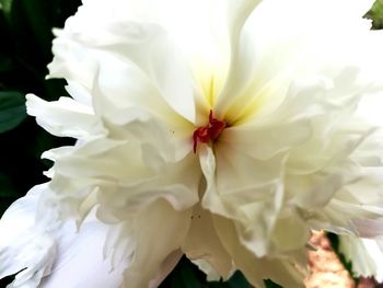 Close-up of white flowering plant