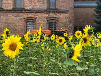 Yellow flowering plants against building