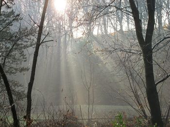 Scenic view of lake in forest against sky