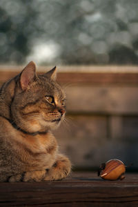 Close-up of a cat looking away