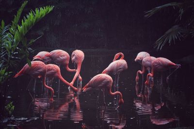 Flamingoes in lake