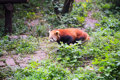 Close-up of red panda on field