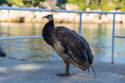 Close-up of bird