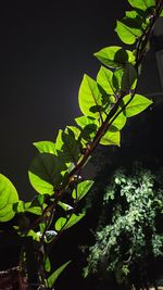 Close-up of leaves against blurred background