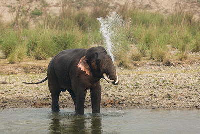 View of elephant drinking water