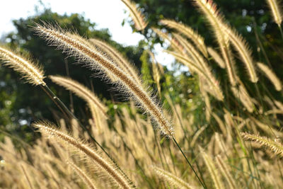 Close-up of grass