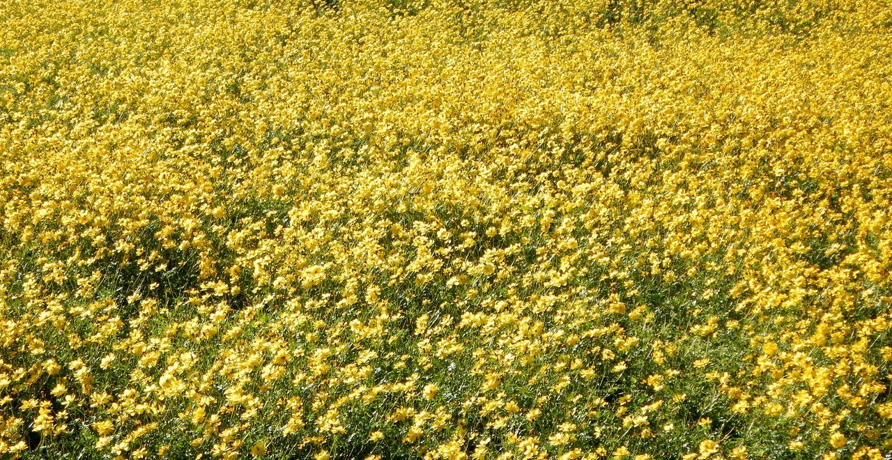 yellow, flower, growth, field, full frame, agriculture, freshness, beauty in nature, abundance, backgrounds, rural scene, nature, farm, crop, tranquility, fragility, plant, outdoors, tranquil scene, day