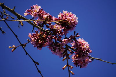 Low angle view of cherry blossoms against blue sky