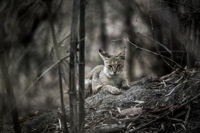 Cat looking away on tree