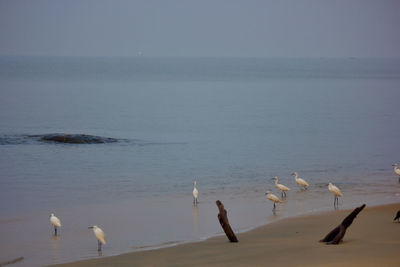 Swans on sea shore against sky