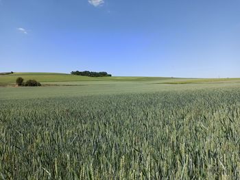 Scenic view of agricultural field against clear blue sky