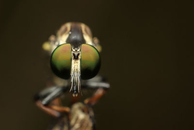 Close-up of insect