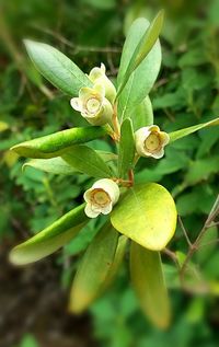 Close-up of insect on plant