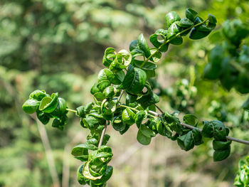 Close-up of fruits growing in vineyard