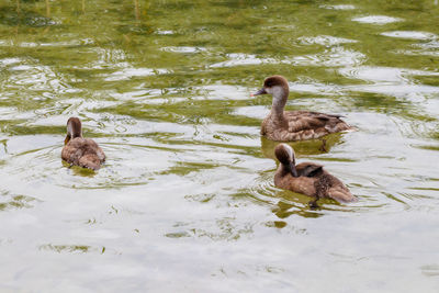 Mallard duck swimming in lake