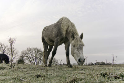 Horse grazing in field