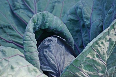 Close-up of green leaves on plant