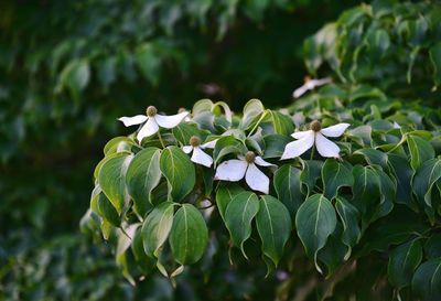 Close-up of white flowering plant leaves