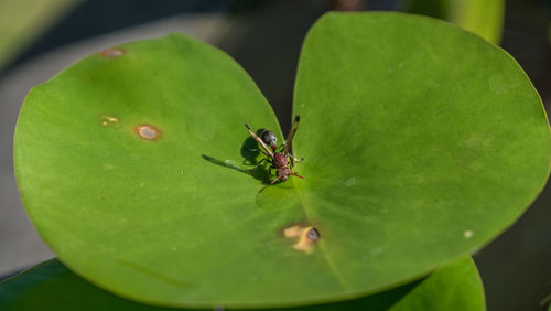 Close-up of insect on leaf
