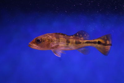 Close-up of fish swimming in sea