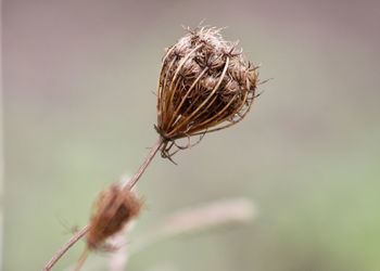 Close-up of thistle on plant