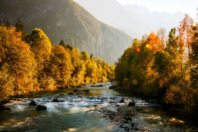 Scenic view of river amidst trees in forest