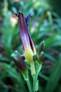 Close-up of purple day lily