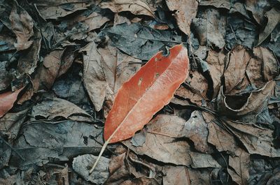 Close-up of leaf