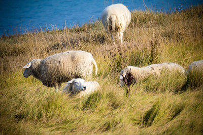 Sheep in farm