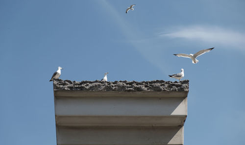 Low angle view of seagulls flying against sky