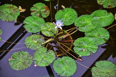 High angle view of potted plant leaves in water