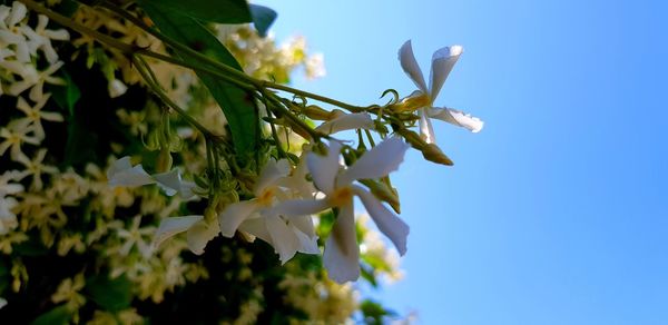 Low angle view of flowering plant against sky