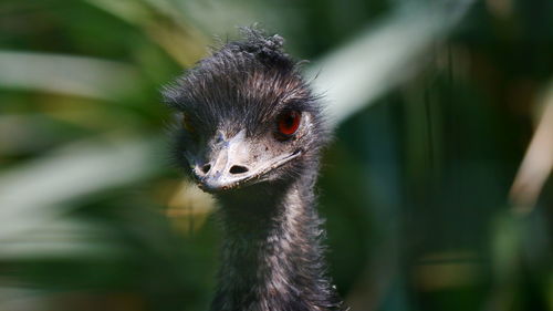 Close-up portrait of a bird