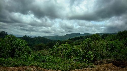 Scenic view of trees on landscape against sky