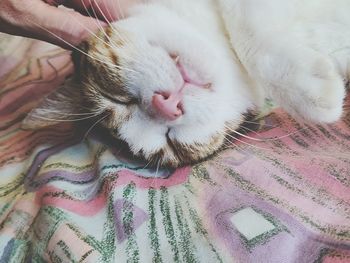 Close-up of hand holding cat