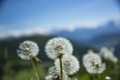 Close-up of dandelion against sky