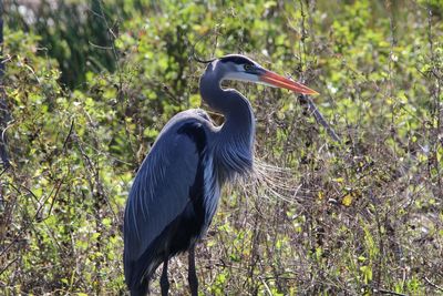 High angle view of gray heron perching on plant