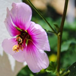 Close-up of bee pollinating on purple flower