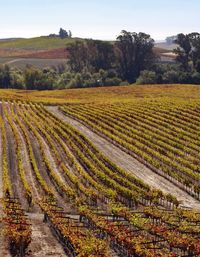 Scenic view of agricultural field against sky