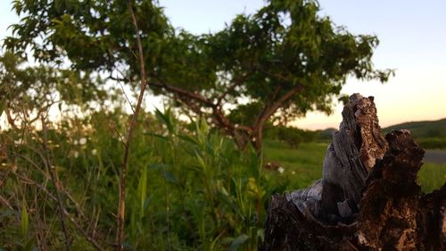 Close-up of tree trunk against sky