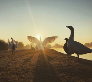 View of birds at sunset