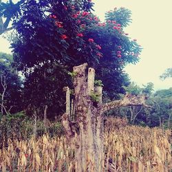 Plants growing on field