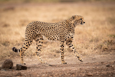 Cheetah walking on field