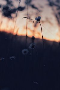 Close-up of wilted plant on field against sky during sunset