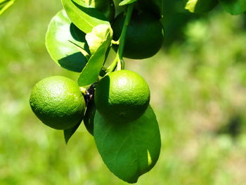 Close-up of fruits growing on tree